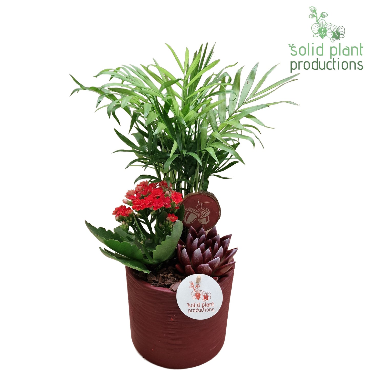 SCE001 Amy Red Echeveria Mix 35cm 13cm Pot