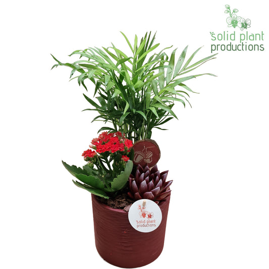 SCE001 Amy Red Echeveria Mix 35cm 13cm Pot