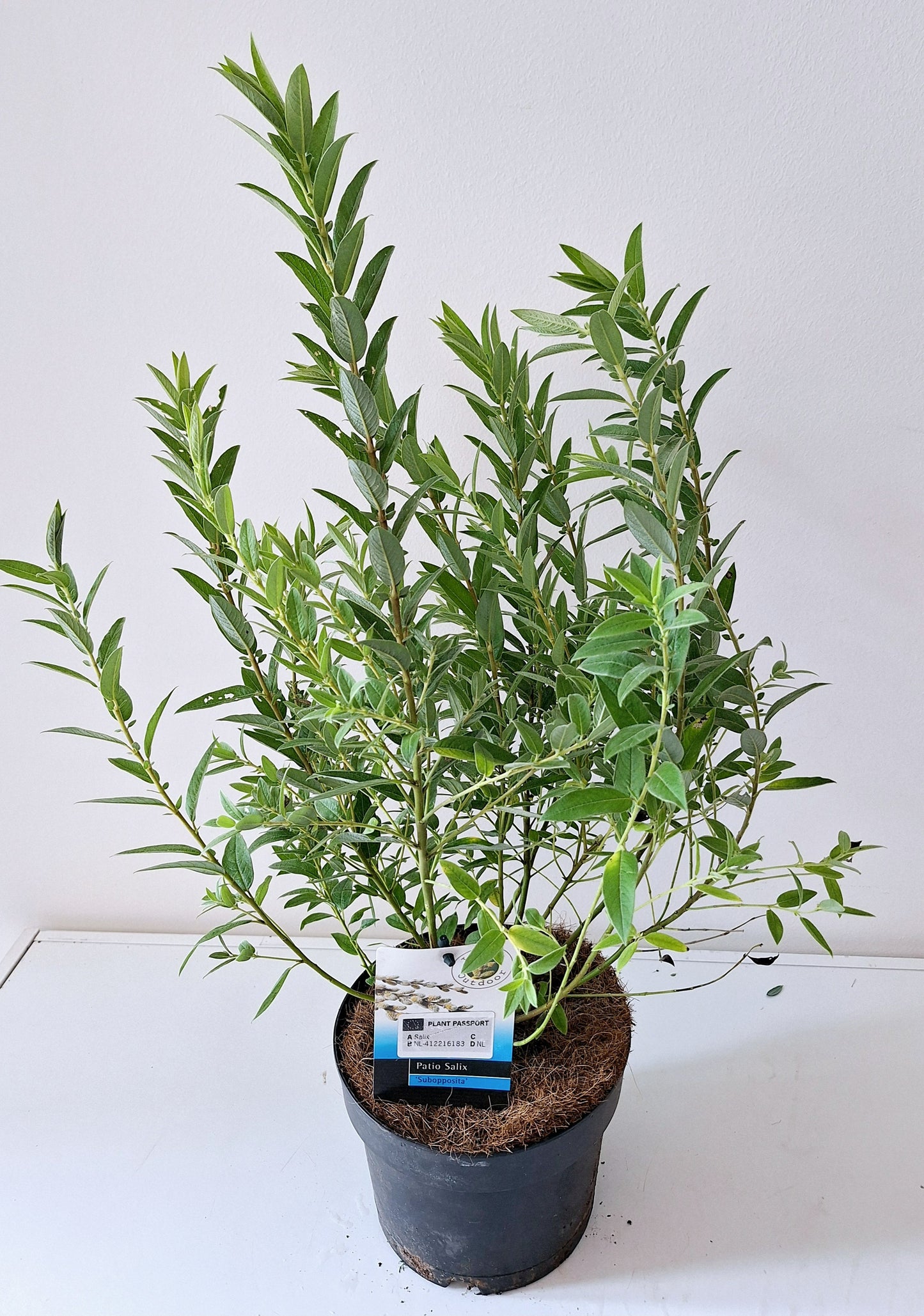 Bontekoe, Salixkw Salix mix Pack of 6