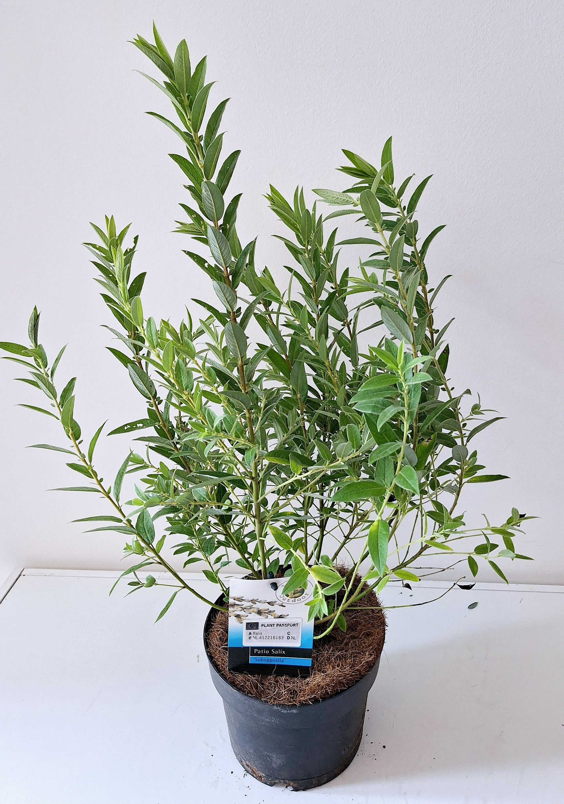 Bontekoe, Salixkw Salix mix Pack of 6