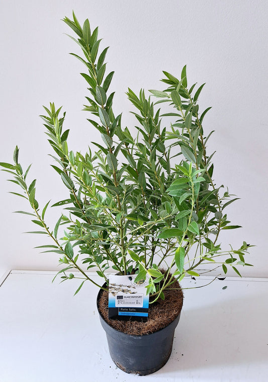 Bontekoe, Salixkw Salix mix Pack of 6