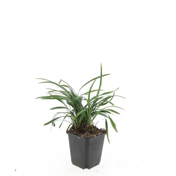 Liriope muscari 5cm 9cm Pot