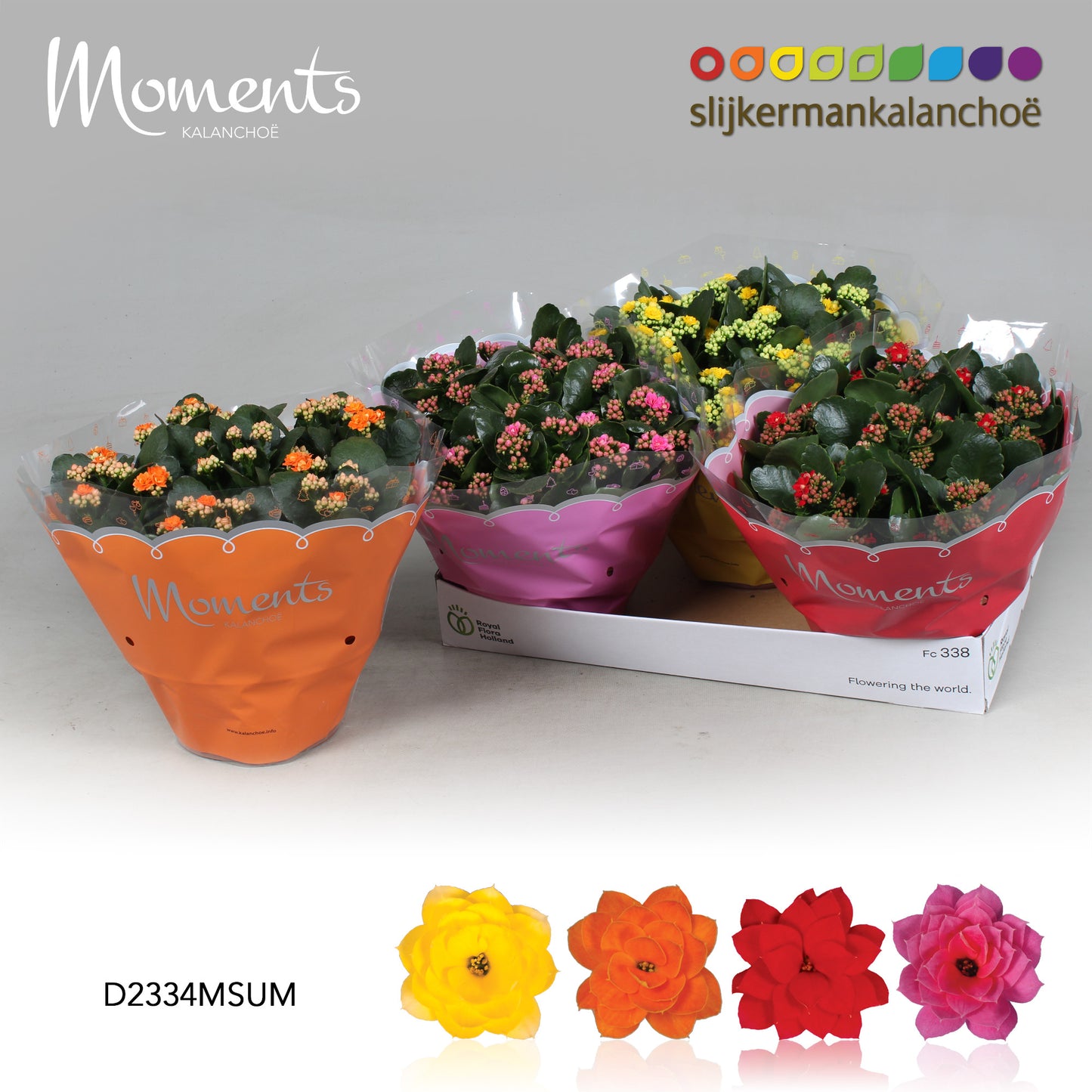 Kalanchoe mix 25cm 23cm Pot