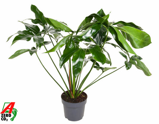 Philodendron Green Wonder 90cm 24cm Pot
