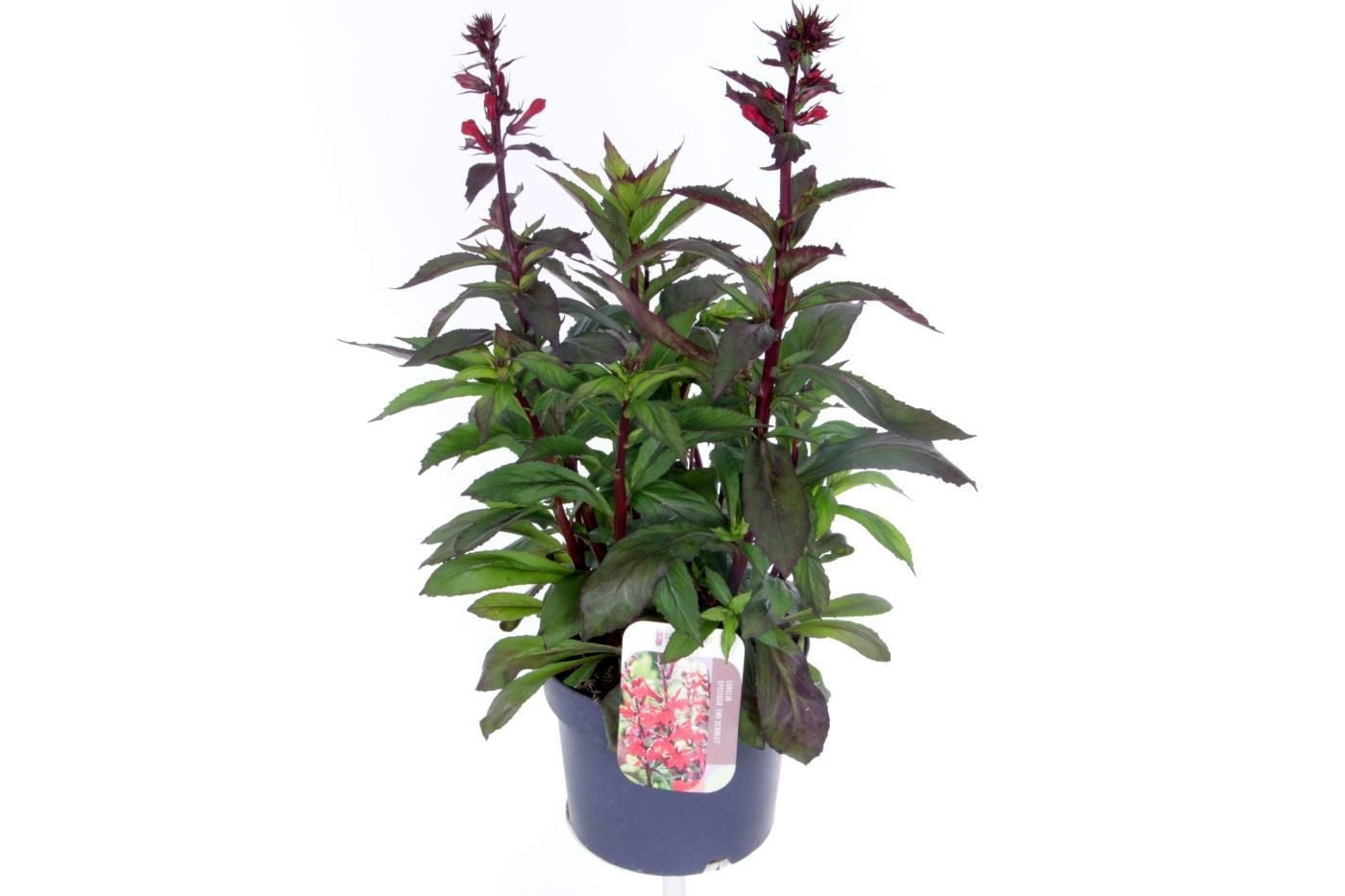 Lobelia spec. Fan Scarlet 55cm 17cm Pot