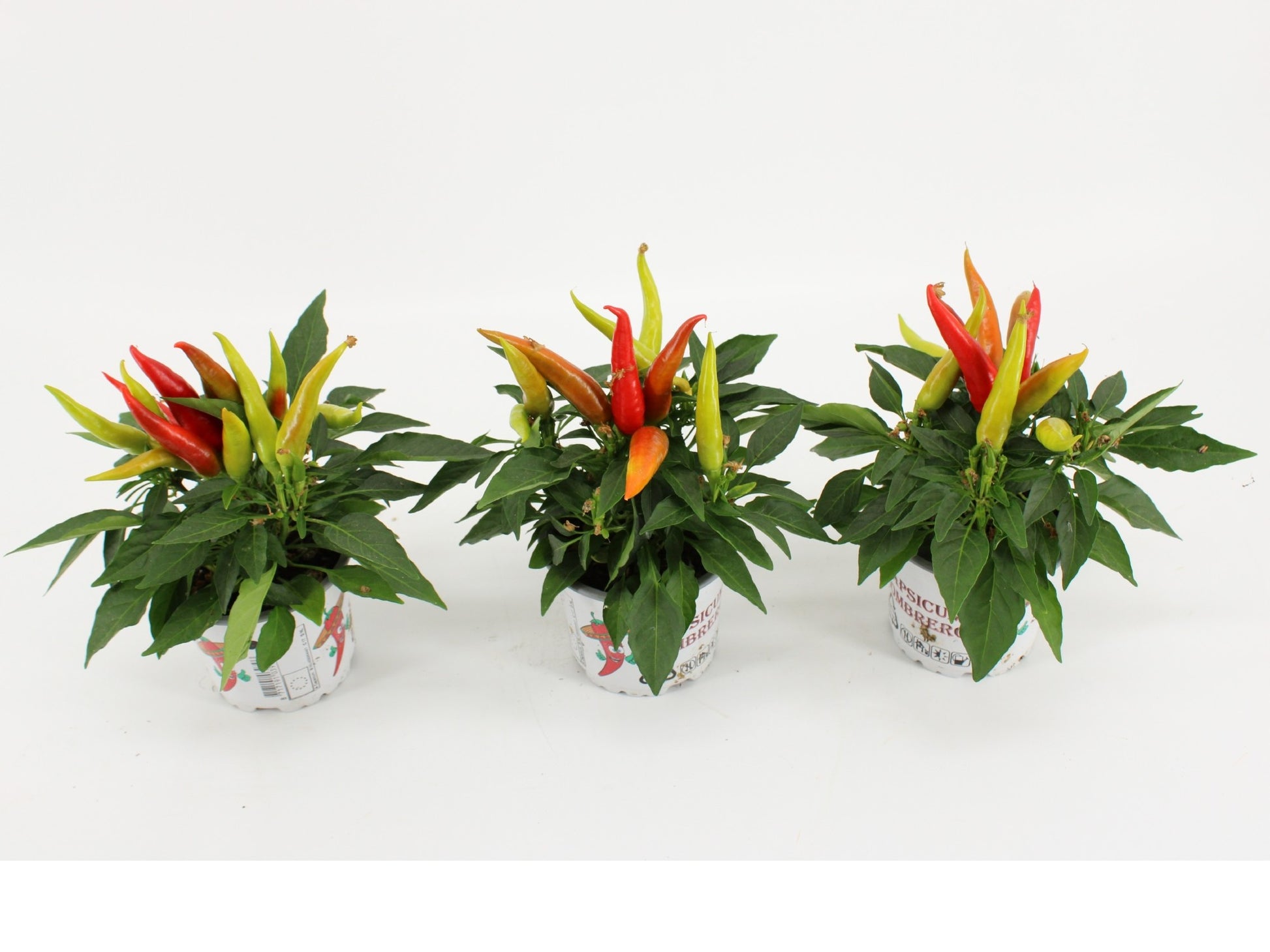 Capsicum ann. Joker 25cm 510cm Pot