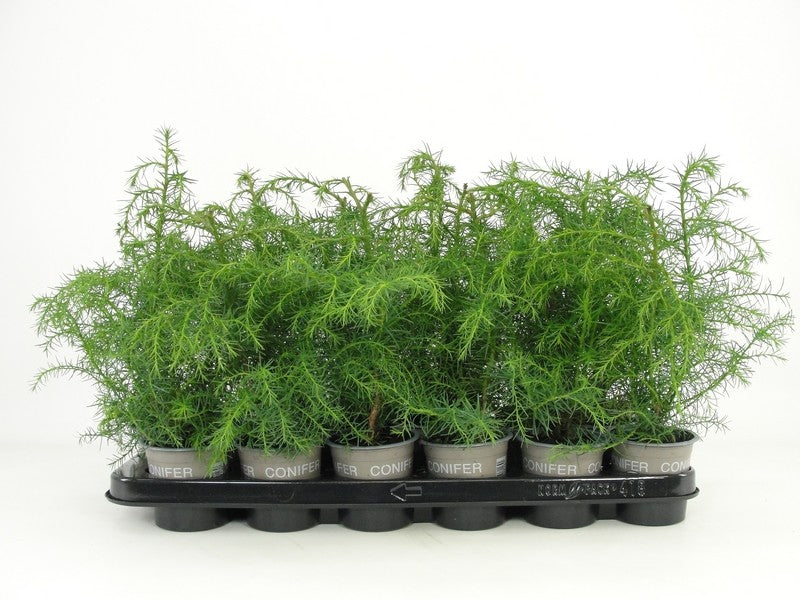 Cryptomeria Elegans Viridis 20cm 9cm Pot