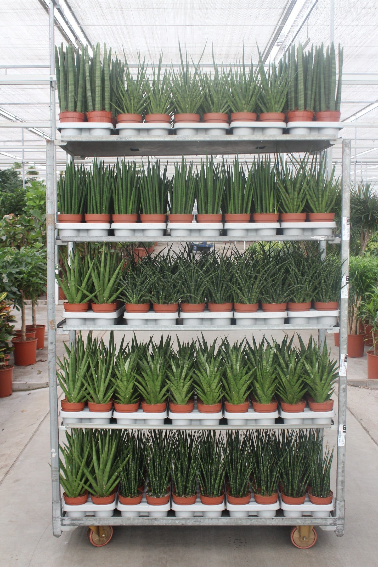 Sansevieria cylindrica 40cm 12cm Pot