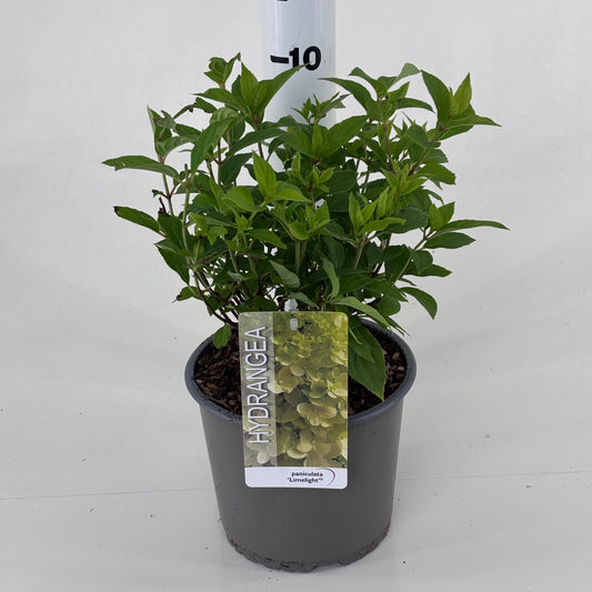 Hydrangea pan. Limelight 25cm 19cm Pot