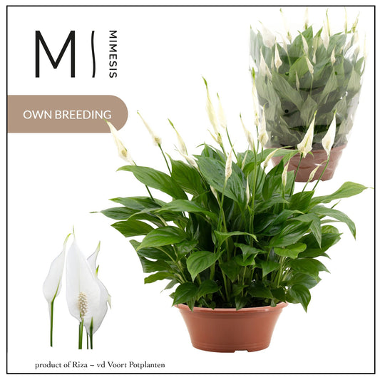 Spathiphyllum Bellini 40cm 23cm Pot