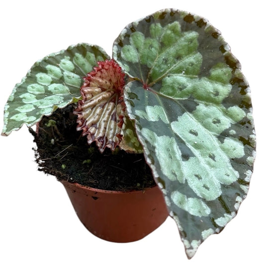 Begonia Cottage Bright Red 12cm 8cm Pot