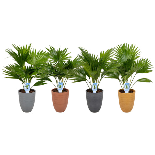 Livistona rotundifolia 50cm 14cm Pot