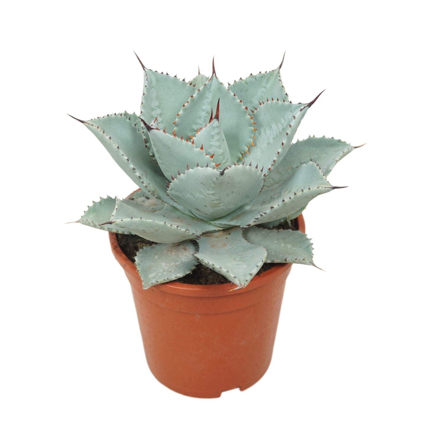 Agave 30cm 17cm Pot