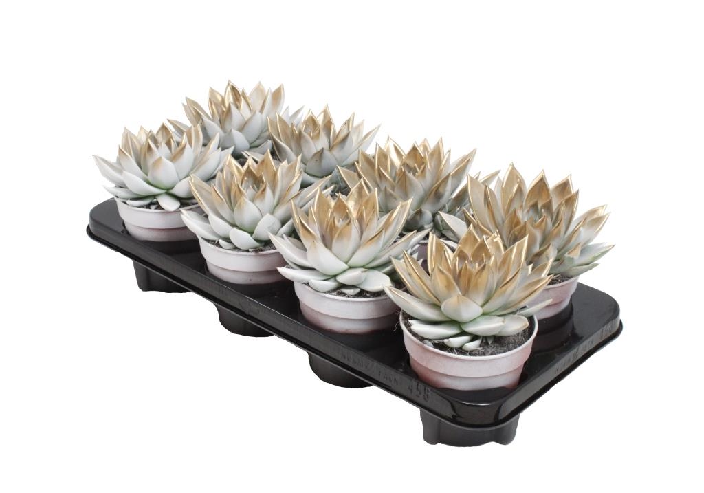 Echeveria Miranda 15cm 12cm Pot