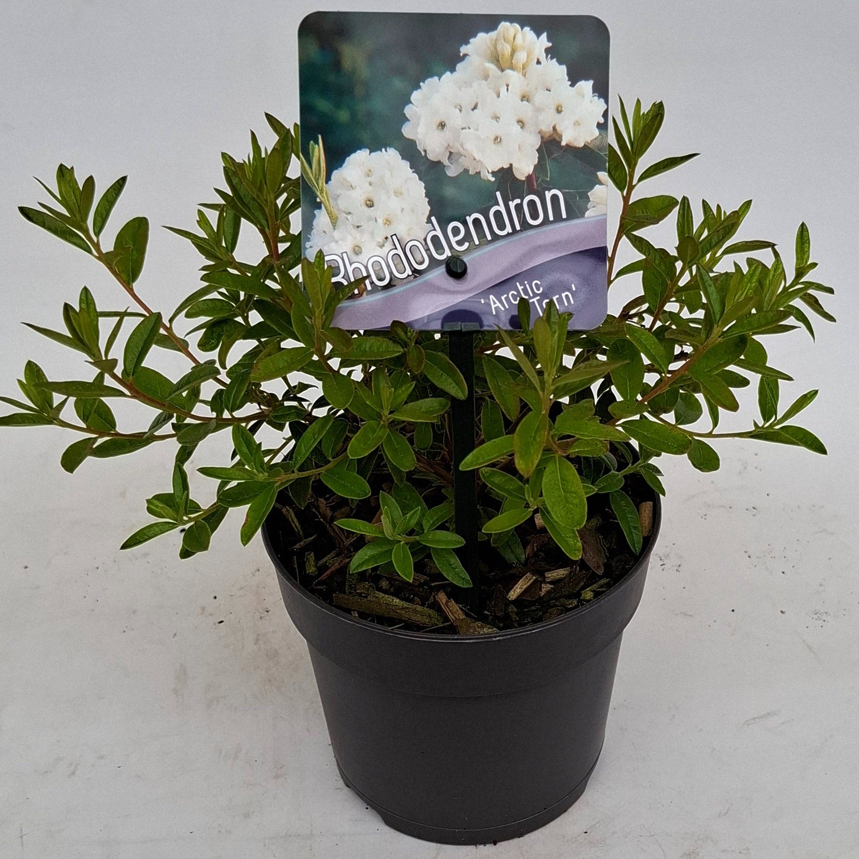 Rhododendron Arctic Tern 15cm 13cm Pot