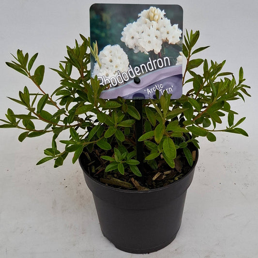 Rhododendron Arctic Tern 15cm 13cm Pot