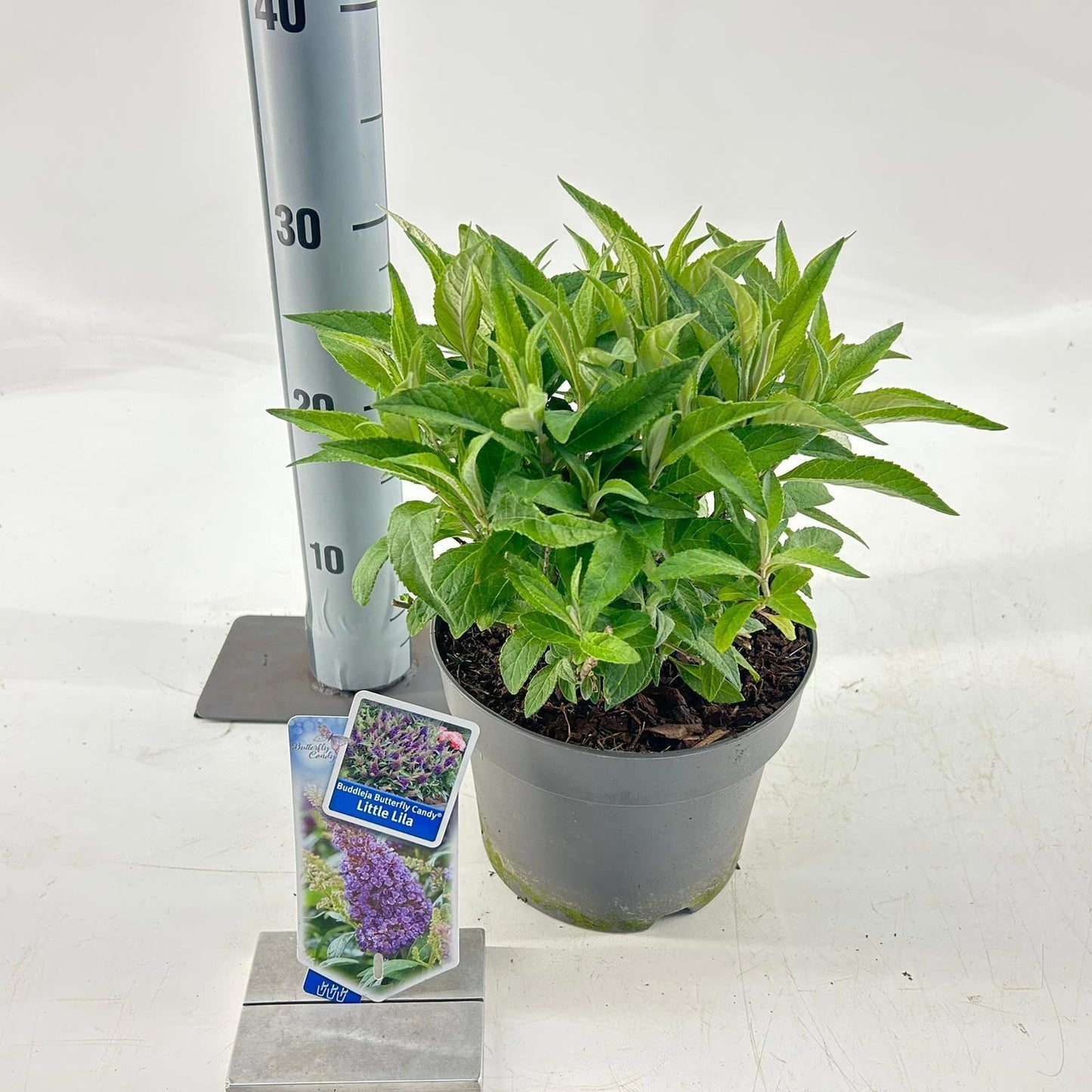 Buddleja Butterfly Candy Little Lila 30cm 19cm Pot
