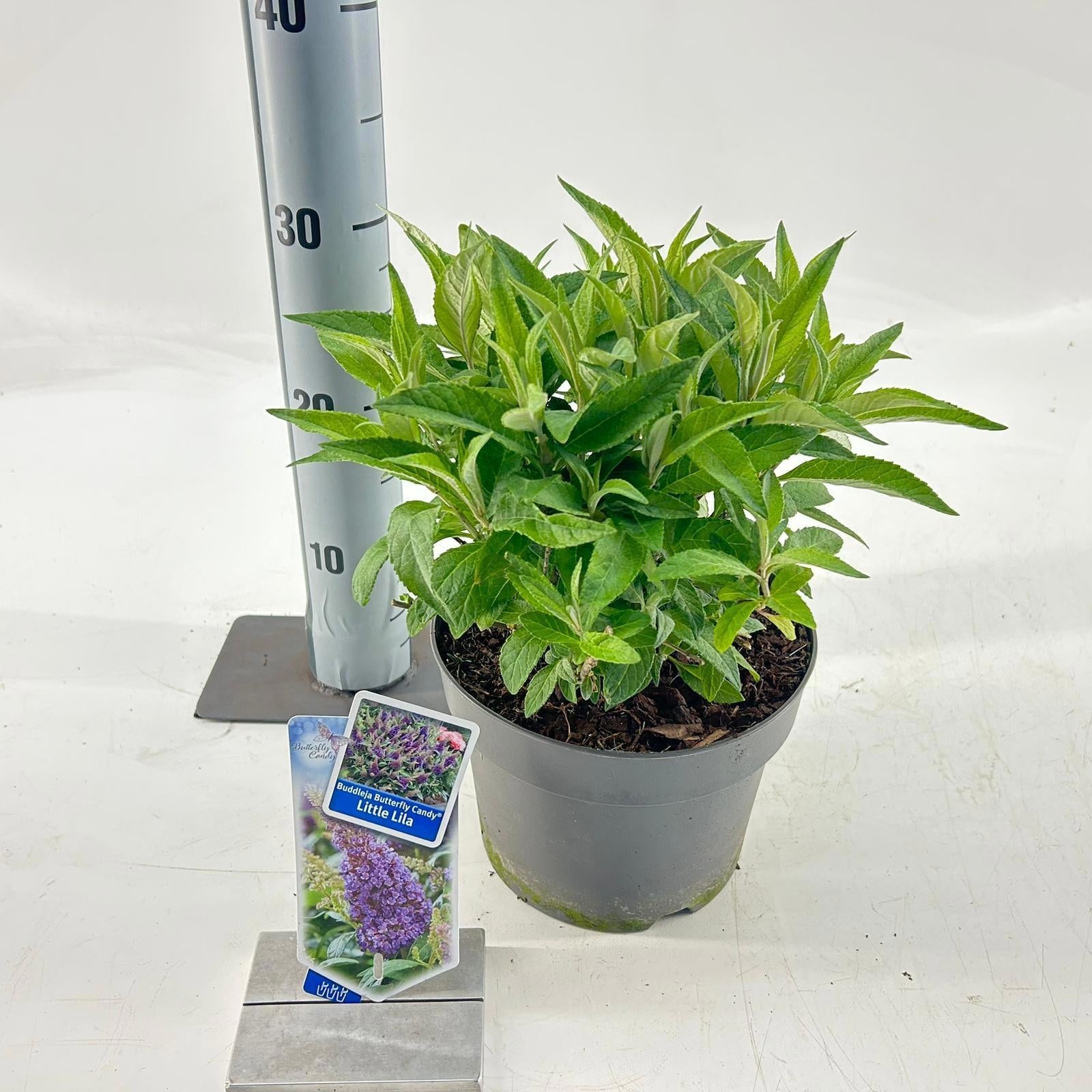 Buddleja Butterfly Candy Little Lila 30cm 19cm Pot