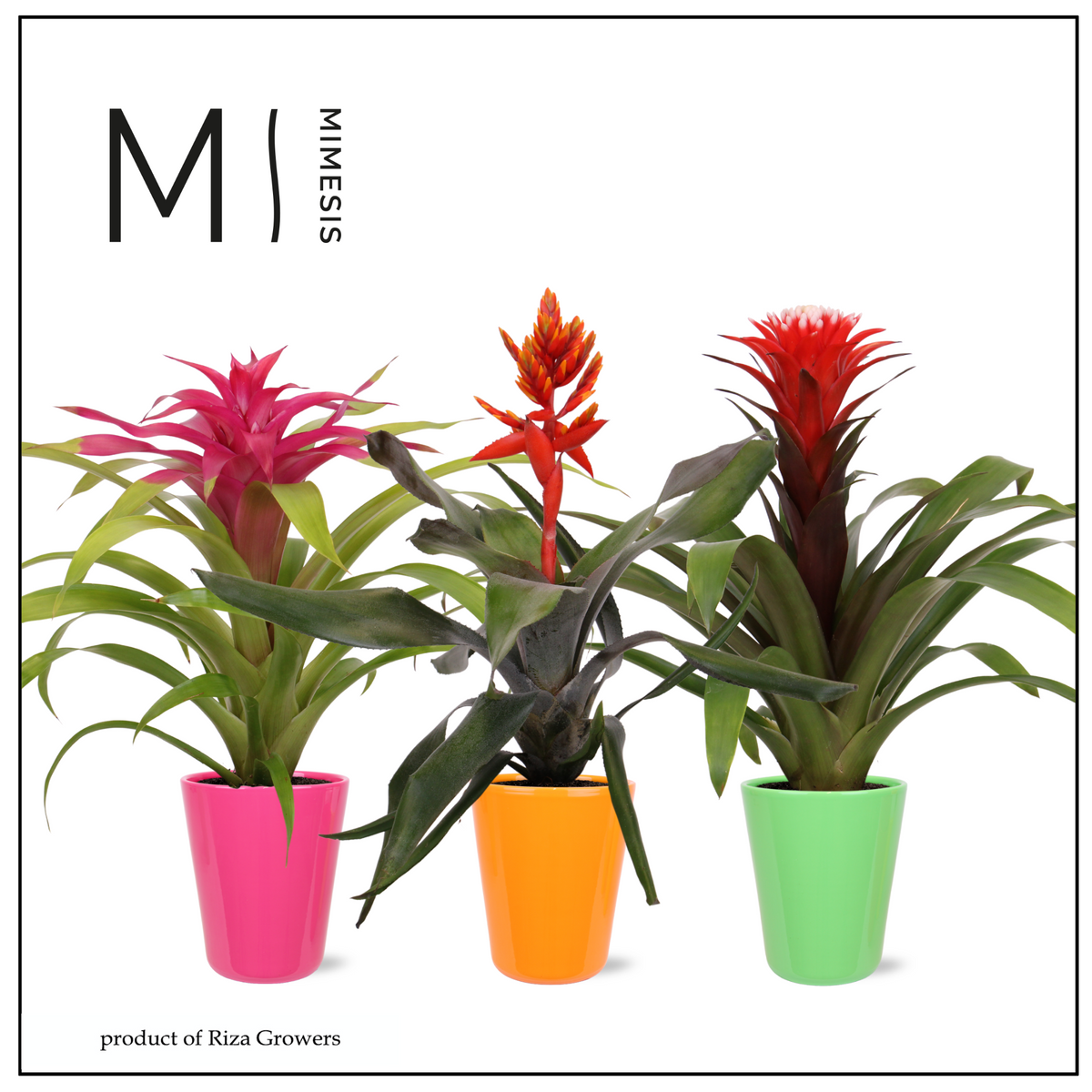Bromelia mix (+ drp.ceramic) 45cm 12cm Pot