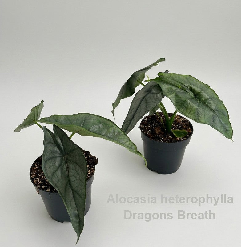 Alocasia amazonica 22cm 14cm Pot