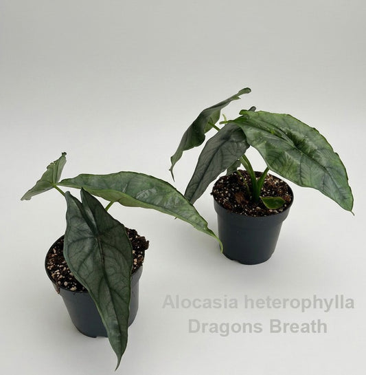 Alocasia amazonica 22cm 14cm Pot
