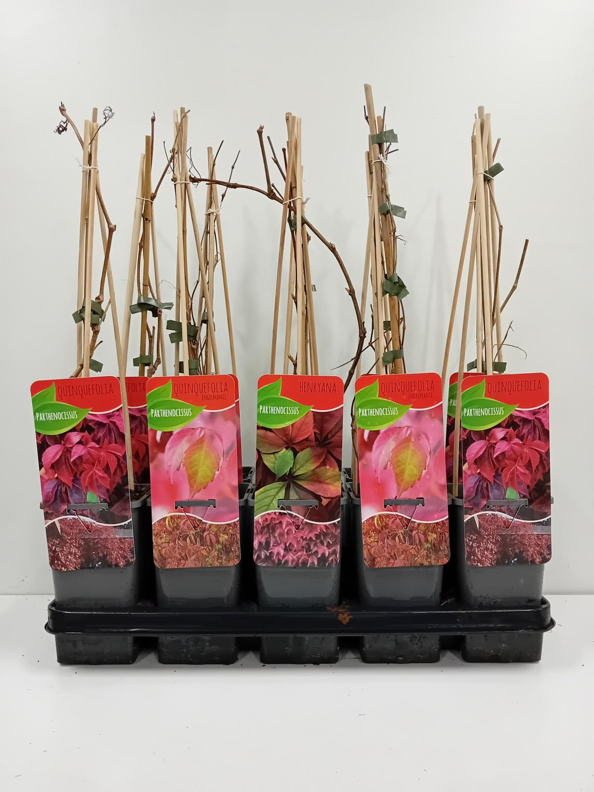 Parthenocissus mix 60cm 14cm Pot