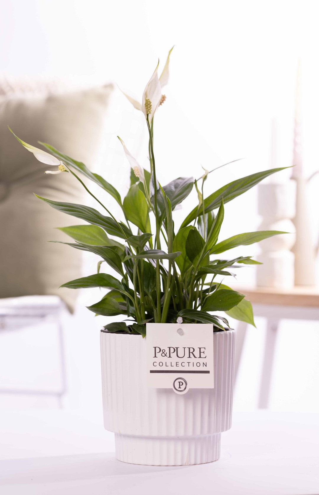 Spathiphyllum hybrid 35cm 12cm Pot