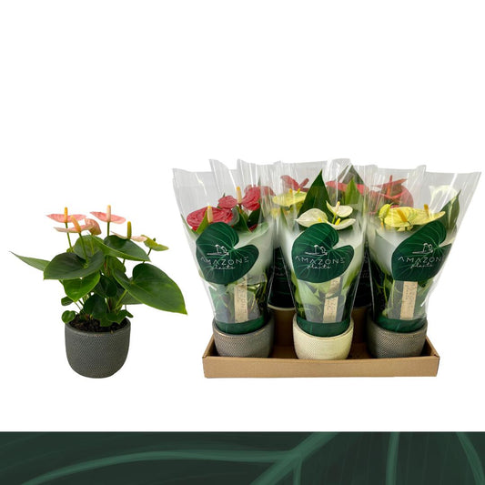 anthurium-mix-drp-ceramic-25cm-9cm-pot