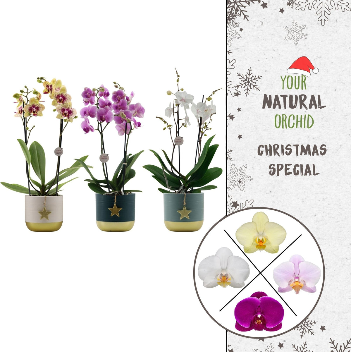 Phalaenopsis mix 40cm 12cm Pot