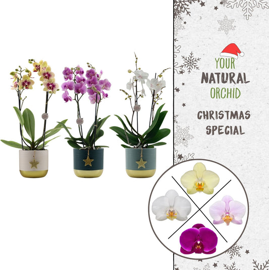 Phalaenopsis mix 40cm 12cm Pot