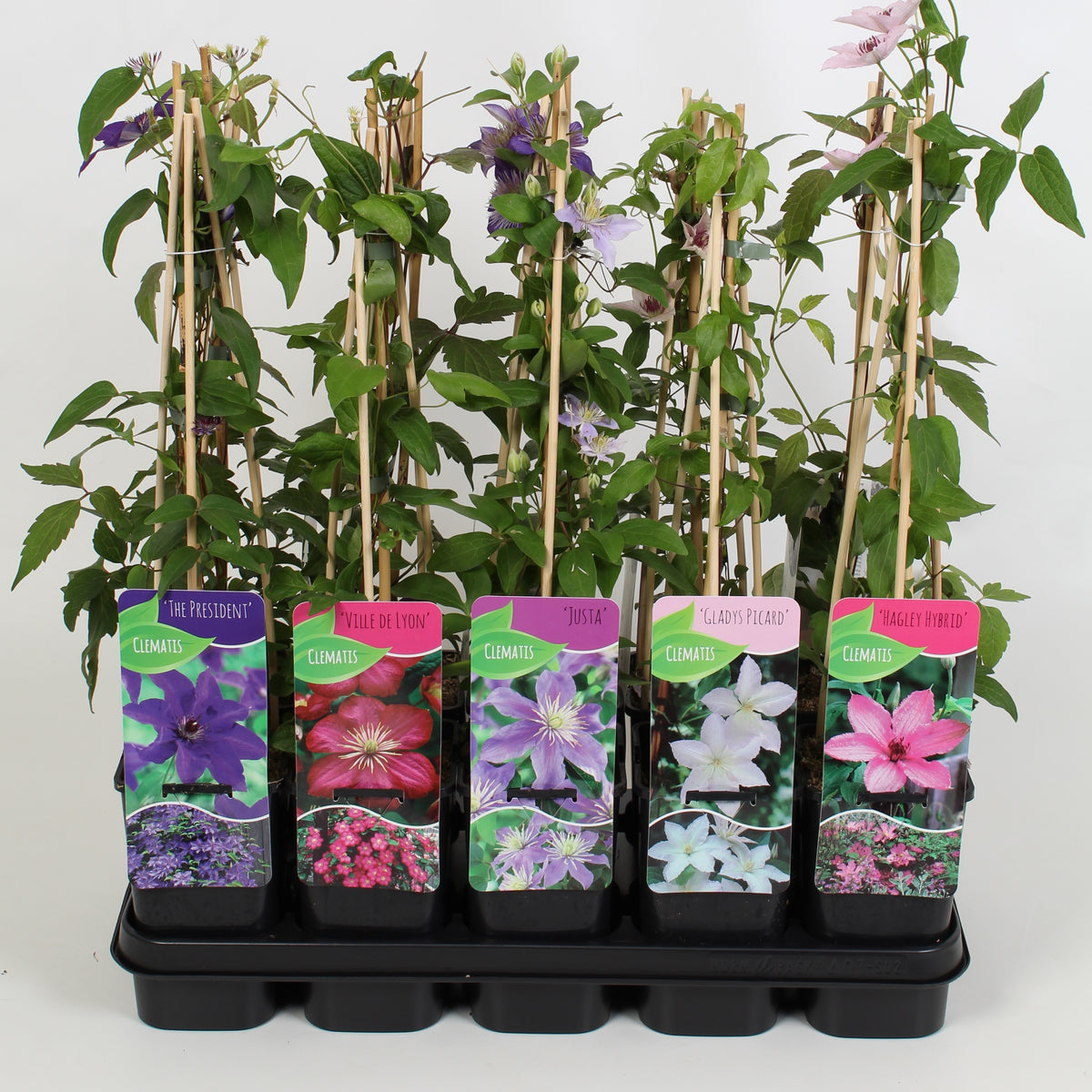 Campsis mix 60cm 14cm Pot