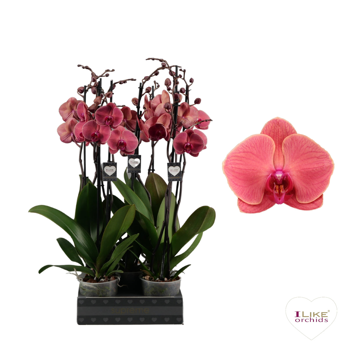 Phalaenopsis Asian Coral 65cm 12cm Pot