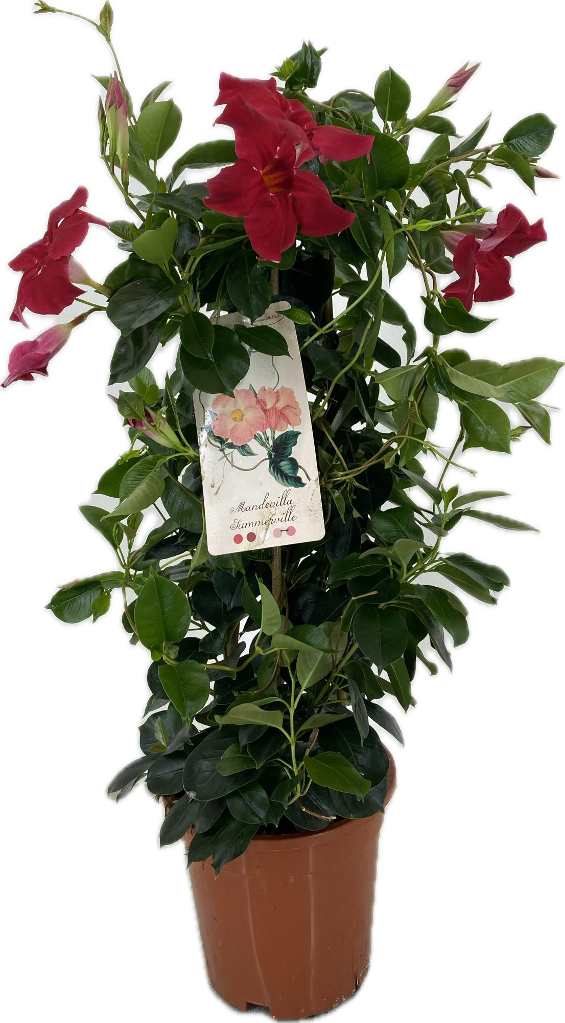 Mandevilla Diamantina Topaze Vermillion 60cm 17cm Pot