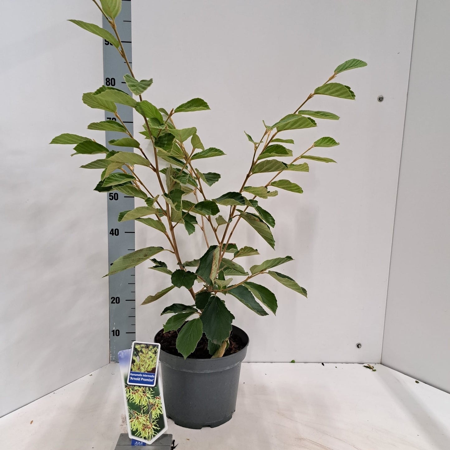 About Plants Zundert BV Hamamelis int. Arnold Promise Pack of 1