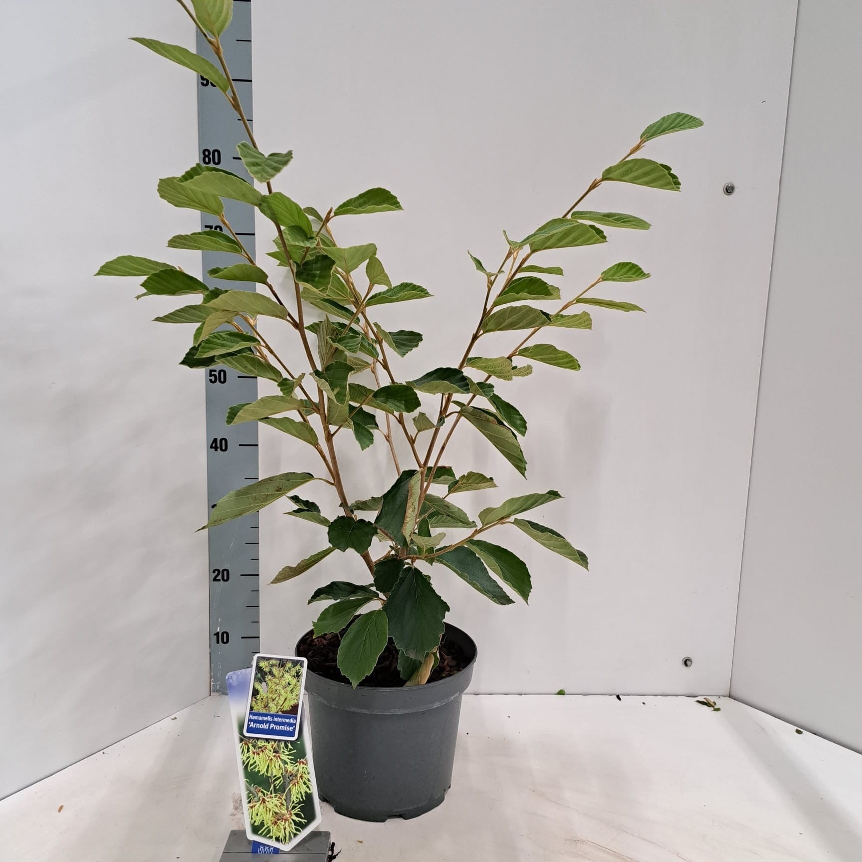 About Plants Zundert BV Hamamelis int. Arnold Promise Pack of 1