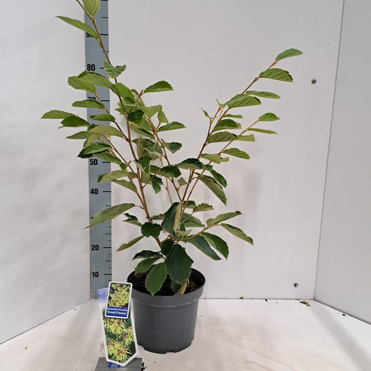 About Plants Zundert BV Hamamelis int. Arnold Promise Pack of 1