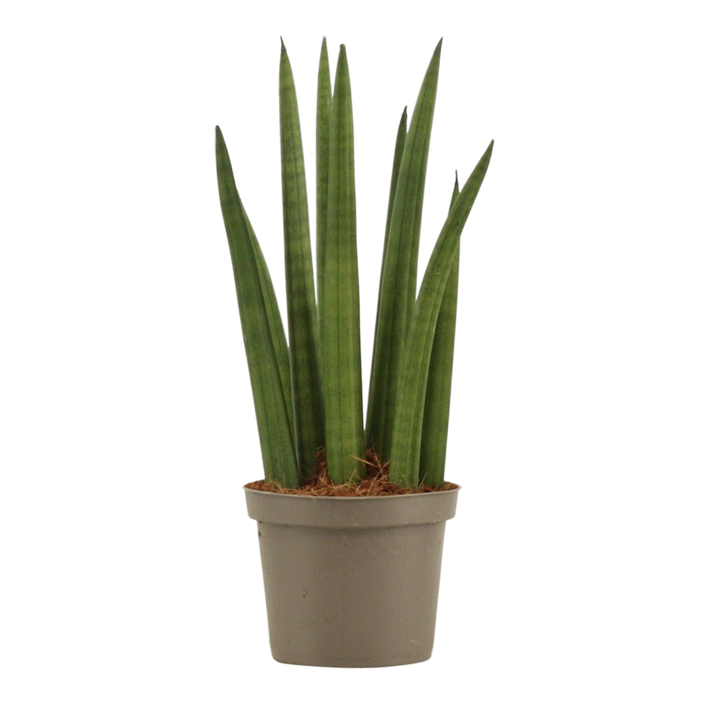 Sansevieria cylindrica 25cm 9cm Pot