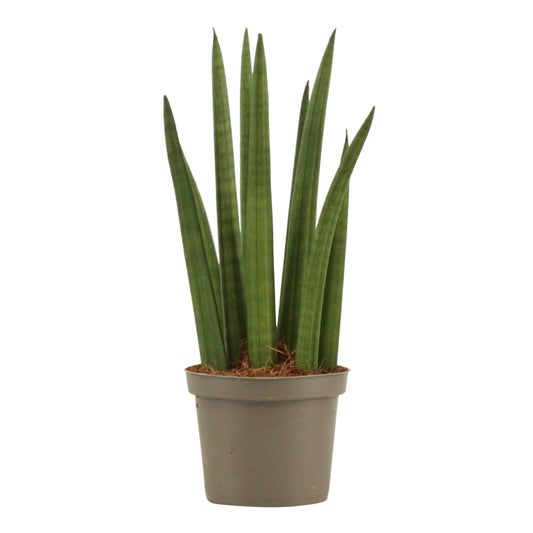 Sansevieria cylindrica 25cm 9cm Pot