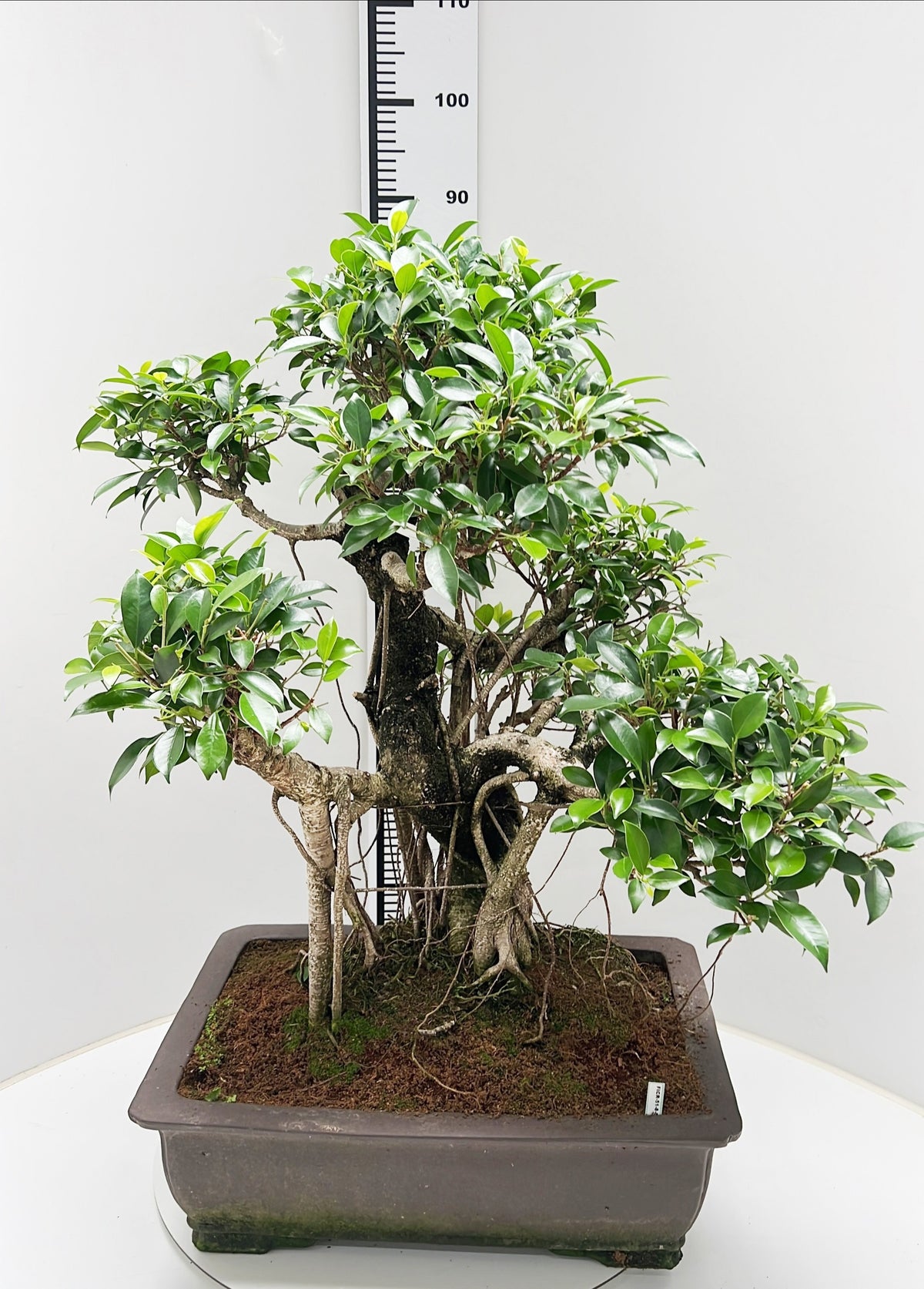 Bonsai Mix 90cm 50cm Pot