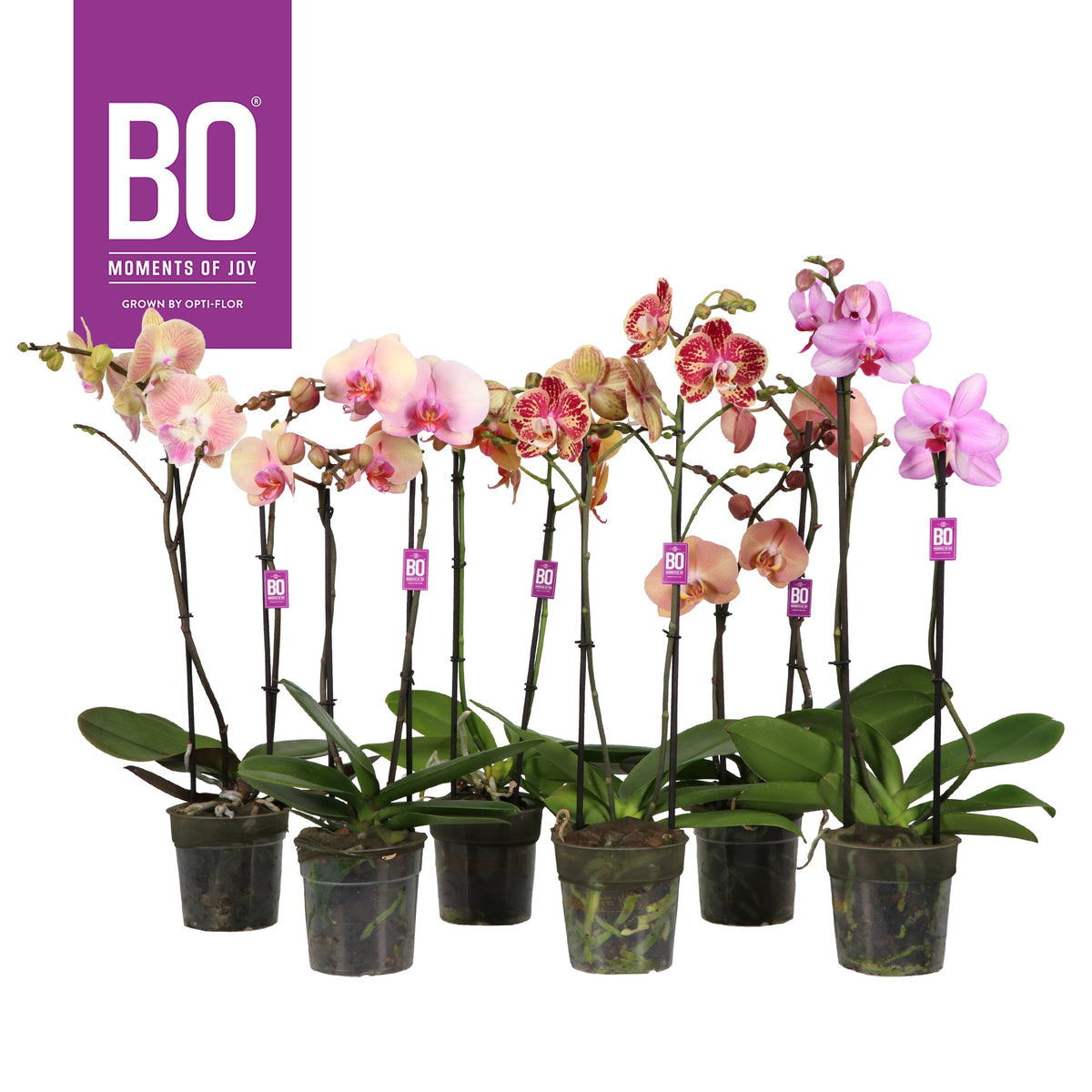 Phalaenopsis mix 60cm 12cm Pot