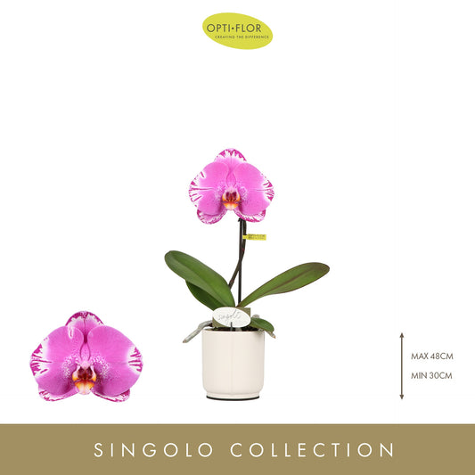Phalaenopsis Singolo Victorio (+ drp.Lazio) 40cm 9cm Pot