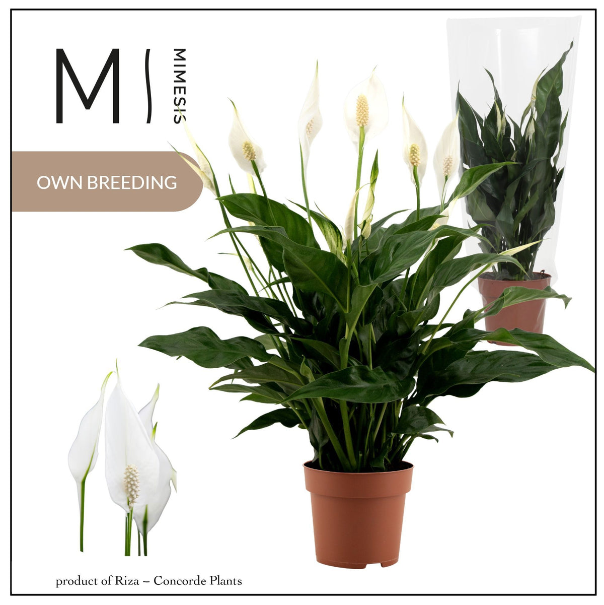 Spathiphyllum Sweet Curiosa 55cm 13cm Pot