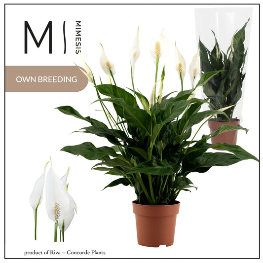 Spathiphyllum Sweet Curiosa 55cm 13cm Pot