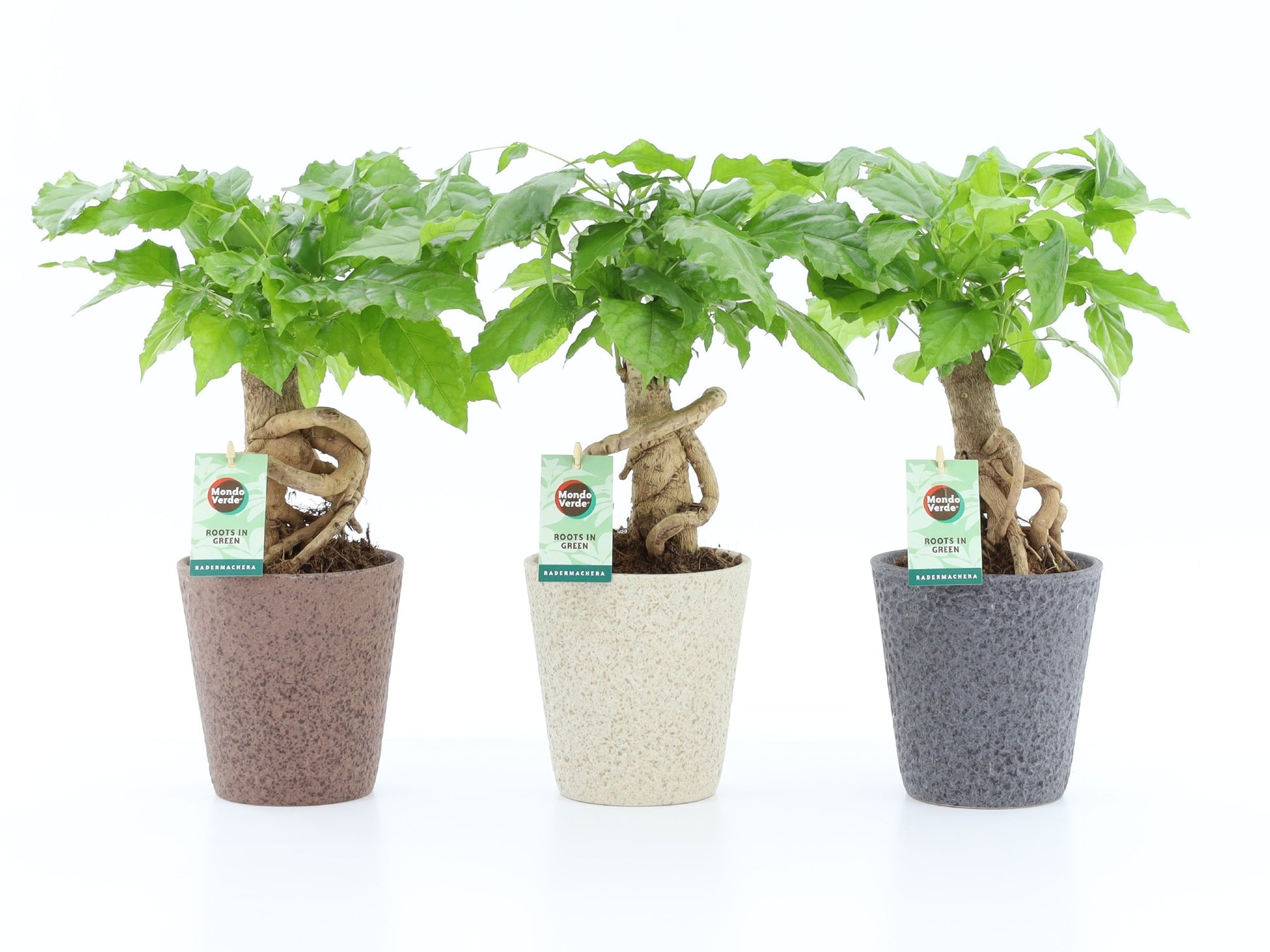 Radermachera sinica 30cm 13cm Pot