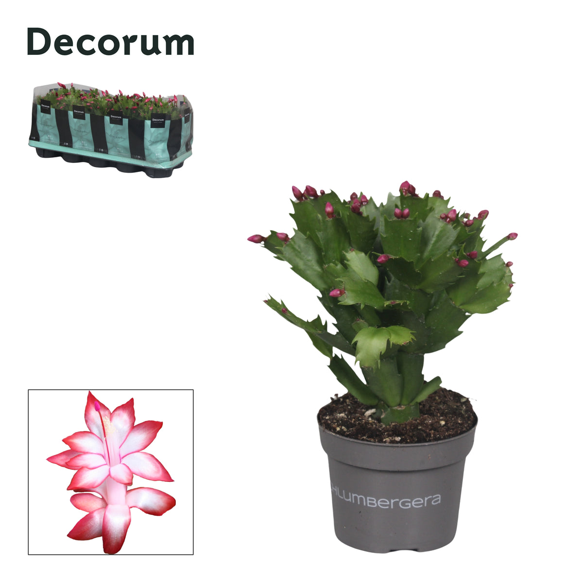 Schlumbergera Zaraika 20cm 10.5cm Pot