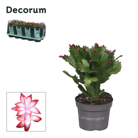 Schlumbergera Zaraika 20cm 10.5cm Pot