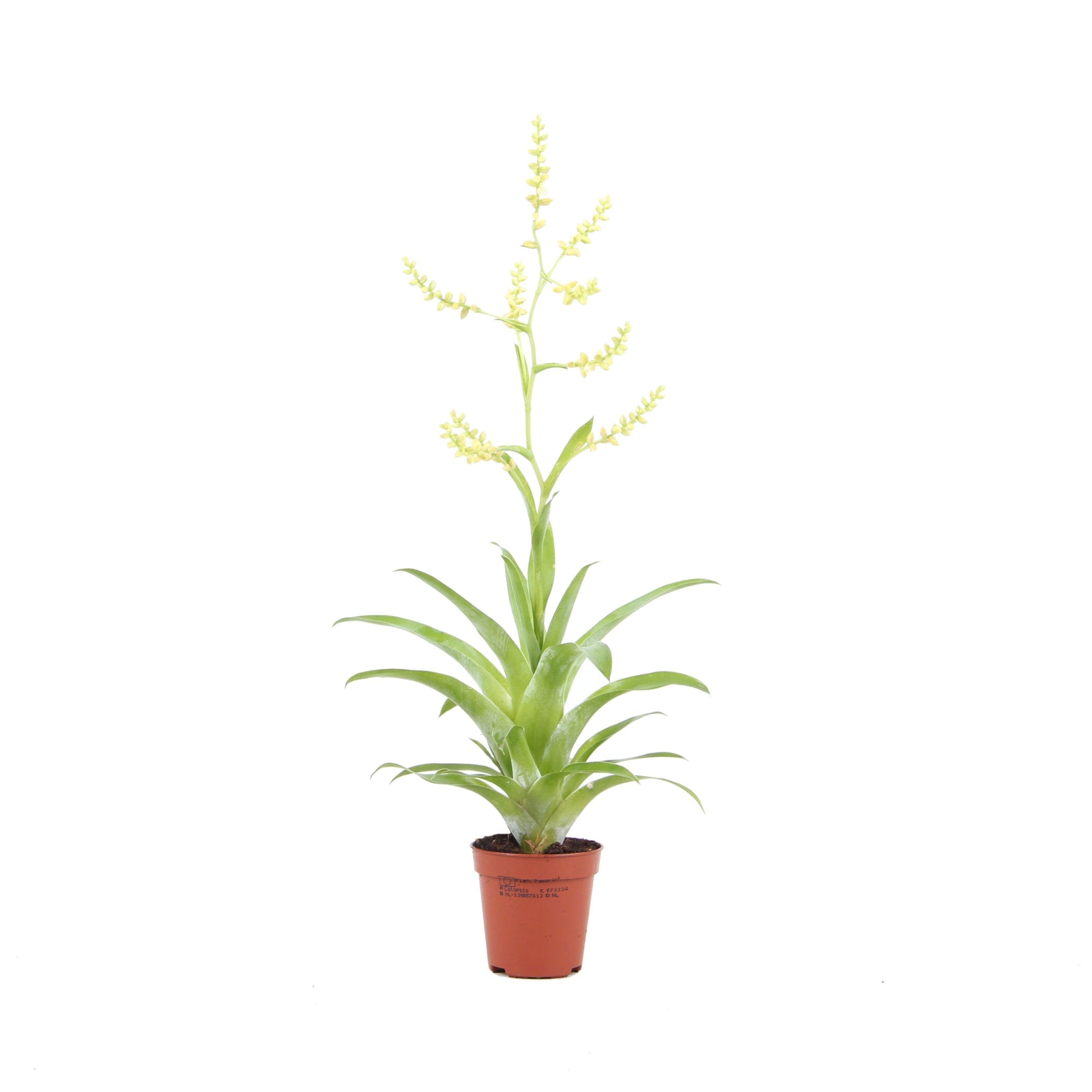 Catopsis morreniana 25cm 5.5cm Pot