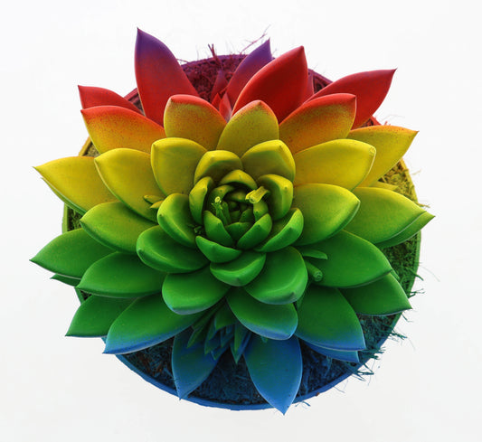 Miranda special edition 20cm 17cm Pot