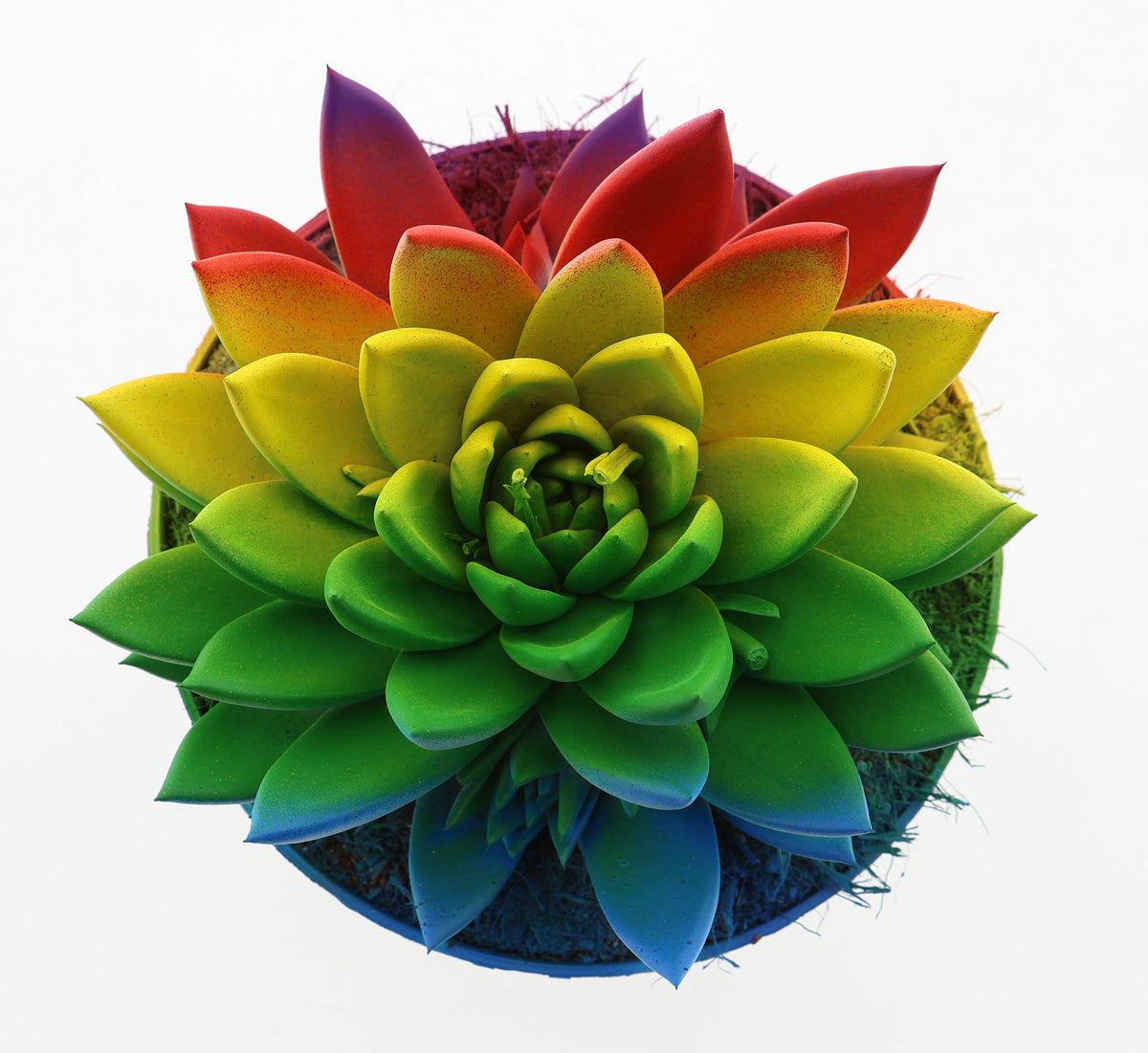 Miranda special edition 20cm 17cm Pot