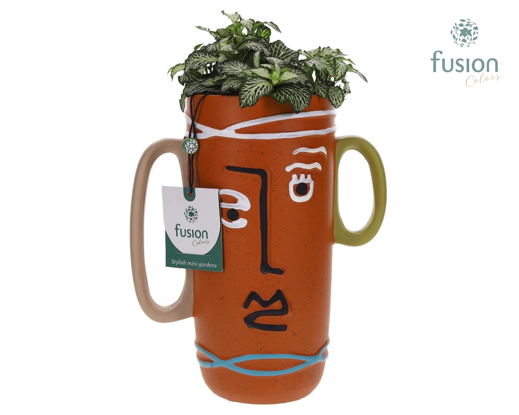 Fusioncolors BV Terracotta Facepot met Fittonia Pack of 6